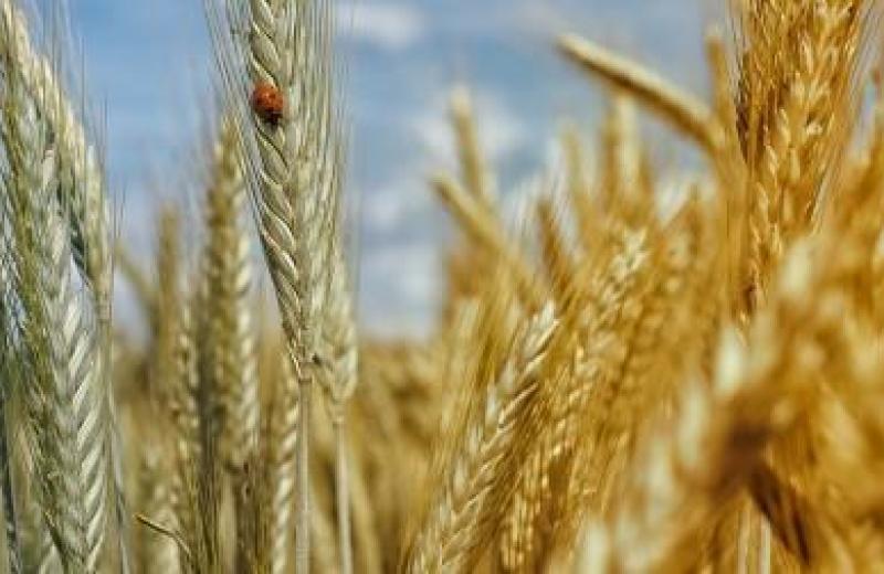 Польща готується допомогти Україні експортувати майбутній урожай пшениці
