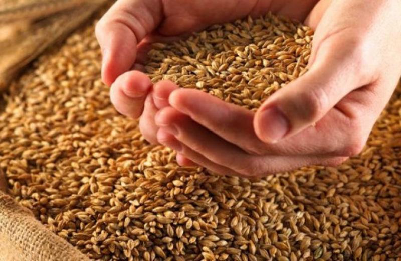 Протягом наступних років Україні бракуватиме насіння зернових культур