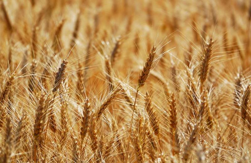 Пшениця дорожчає на світовому ринку через обмежене постачання з України