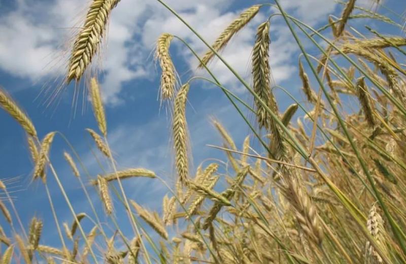 У Молдові пояснили, чому побоюються українського зернового експорту