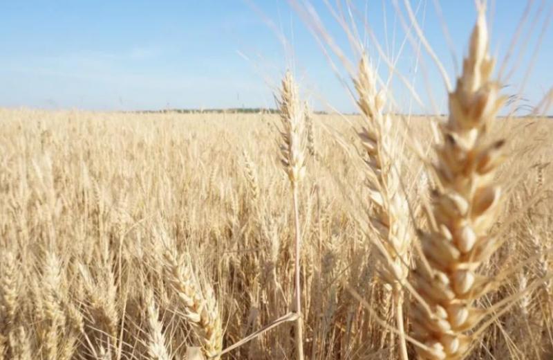 Україна не планує обмежувати експорт пшениці