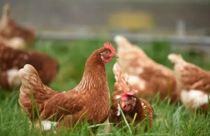 Україна значно збільшила експорт курятини до ЄС