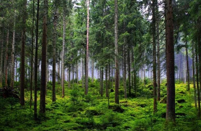 Закон ЄС про вирубку лісів змінить глобальні ланцюги постачання