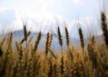 Росія запроваджує новий податок на експорт пшениці