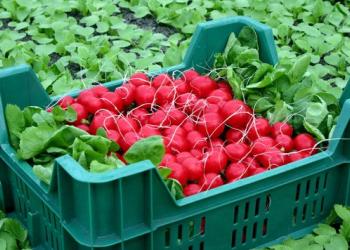 Удобства использования пластиковой тары для сезонных фруктов и овощей  