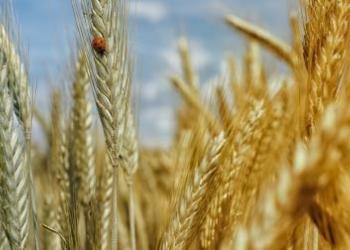 Польща готується допомогти Україні експортувати майбутній урожай пшениці