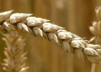 Румунські фермери просять свій уряд також «заборонити українське зерно»