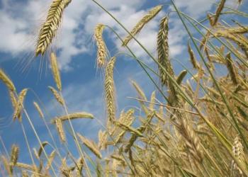 У Молдові пояснили, чому побоюються українського зернового експорту