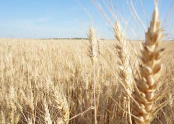 Україна не планує обмежувати експорт пшениці