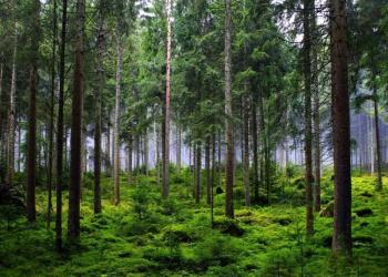 Закон ЄС про вирубку лісів змінить глобальні ланцюги постачання