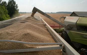 Наскільки важливий польський ринок для українського зернового експорту?