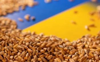 Експорт українського збіжжя зменшився до 12,7 млн тонн за рік