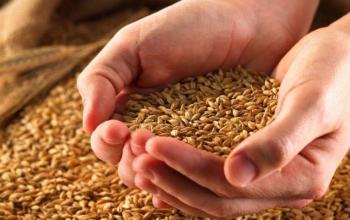 Експорт української пшениці зменшиться ще на 37%