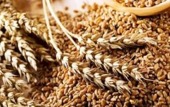 У червні експорт зерна з України скоротився на 55,5%
