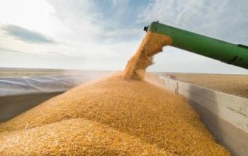 Темпи експорту зерна з України досягають довоєнного рівня