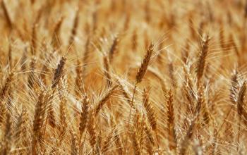 Пшениця дорожчає на світовому ринку через обмежене постачання з України