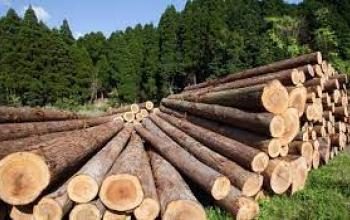 Експорт деревини з РФ зменшився уже на 44%