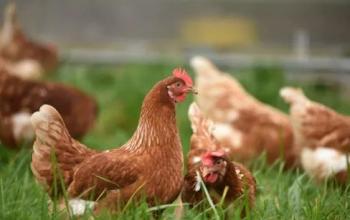 Україна значно збільшила експорт курятини до ЄС