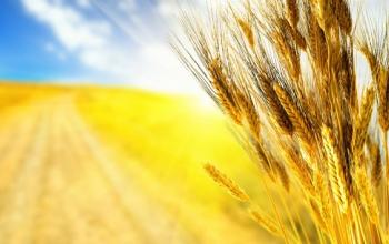 Зернові коридори з України сприяли падінню світових цін на продовольство